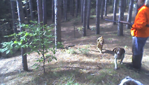Dogs doing what dogs do best